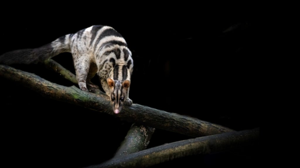 One of the world’s rarest civets is threatened by the world’s most expensive coffee.