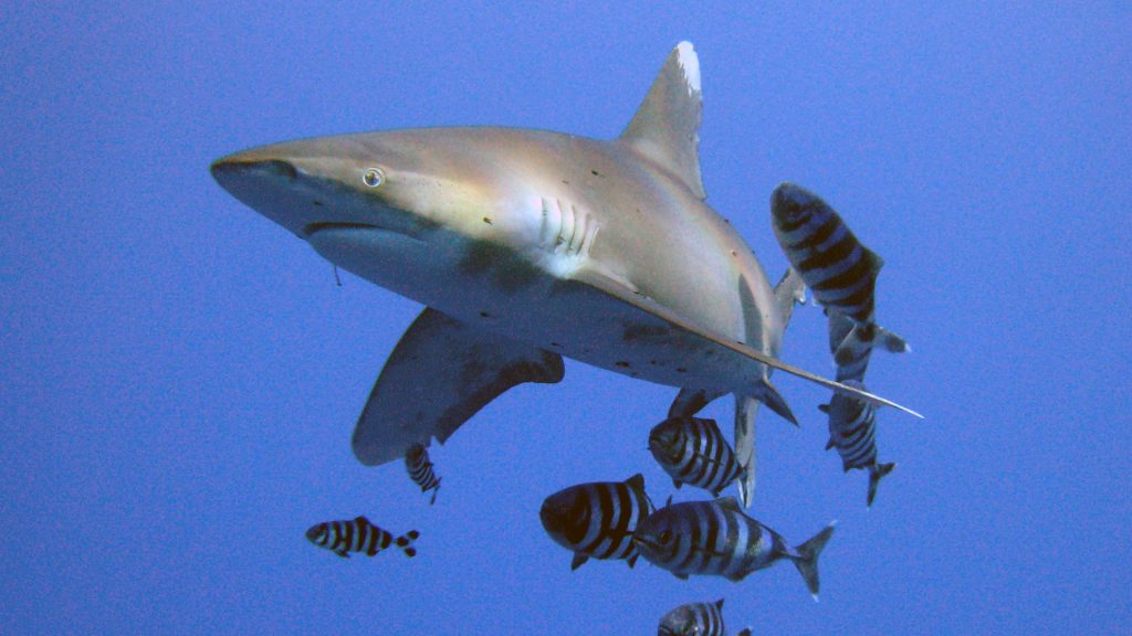 Seven proposals at the upcoming Convention on International Trade in Endangered Species conference of the parties would benefit up to 70 species of sharks…if they pass.