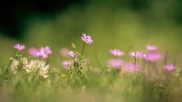 A roughly maintained lawn with wildflowers