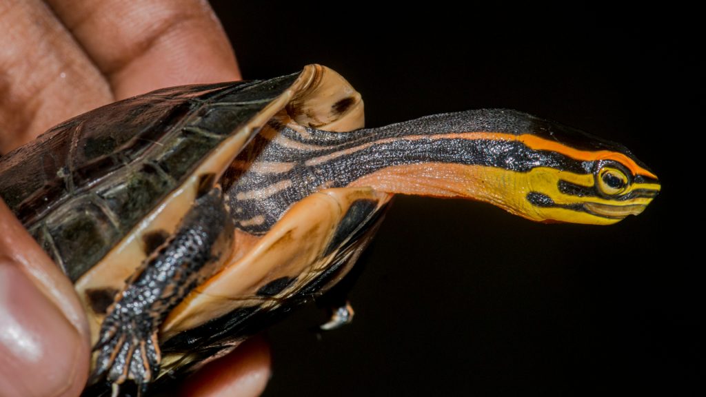 New research into the turtle-meat trade reveals that assumptions and unsubstantiated claims could hurt conservation efforts.