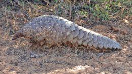 A scaly pangolin walks on the ground