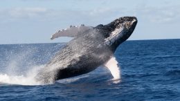 Spandrels of the Sea: From Evolution’s Byproducts to Blueprints for Equity and Representation in Ocean Conservation