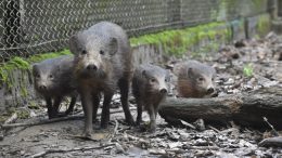 Strategic ‘Matchmaking’ Protects the World’s Smallest and Rarest Wild Pig