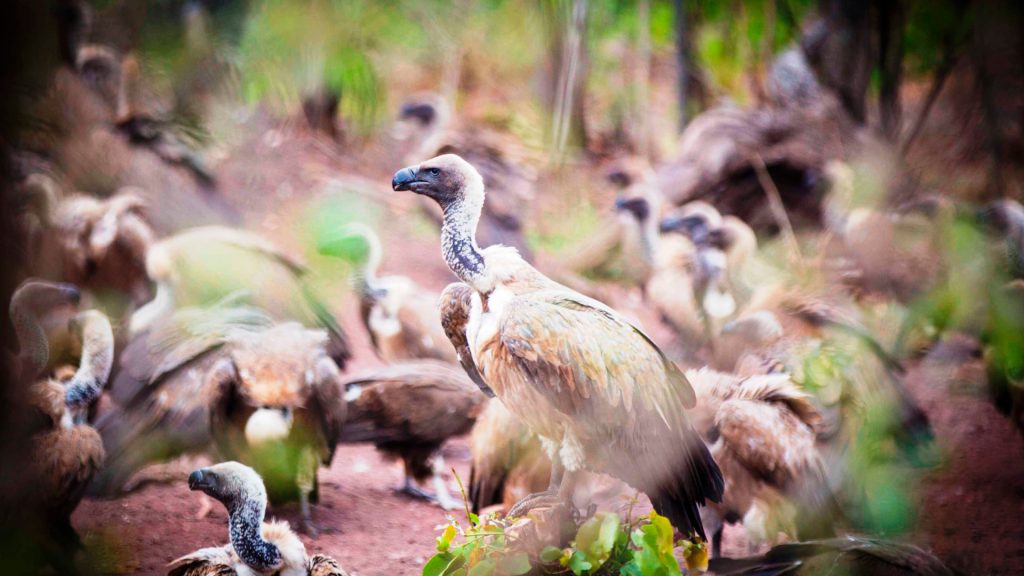 From poisonings to collisions with power lines, these birds face many threats. But as they decline, so does their ability to control the spread of deadly diseases.