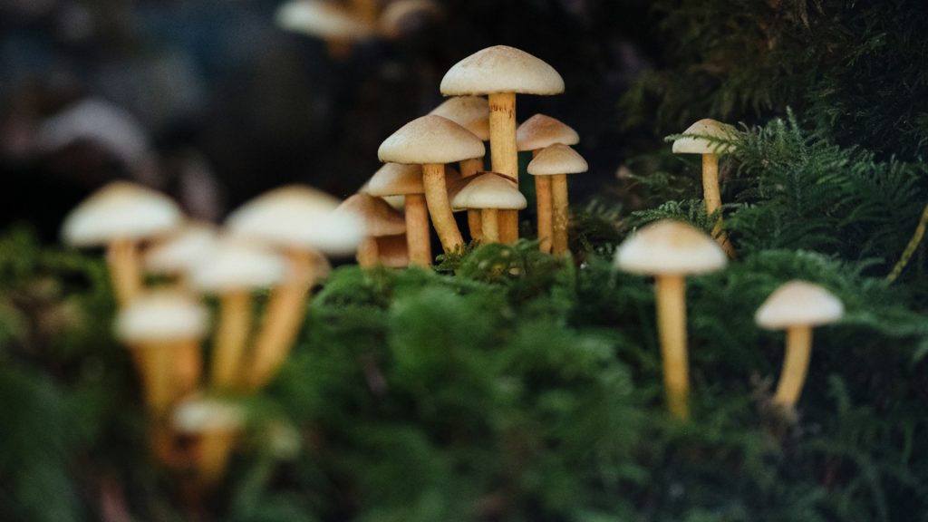 An arrangement of tan/brown mushrooms growing out of a green fern bank.