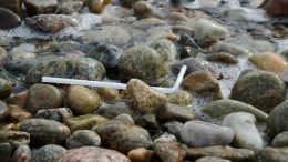 A straw on rocks in the ocean