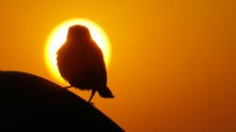A silhouette of a bird against the sun