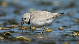 Piping Plovers Inspire Volunteer Conservationists Despite New Threats From the Trump Administration