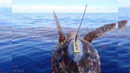 Incredible Journeys: Filling in the Blanks of Sea Turtle Migrations