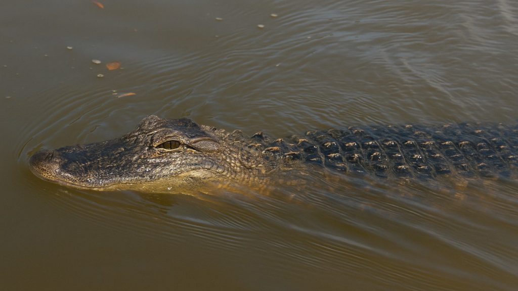An alligator swimming in the bayou