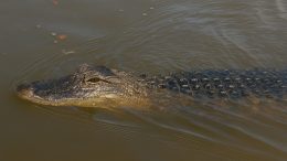 An alligator swimming in the bayou