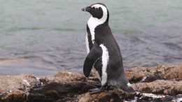 Animals Are Climate Allies. So Why Are We Leaving Them Out of Climate Policy?