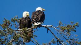 Two bald eagles sit in a tree against a blue sky