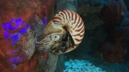 New Research Uncovers Shocking Level of Trade in Protected Chambered Nautiluses