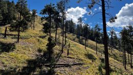 Busting Through the Hype and Politics of Forest Thinning