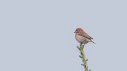 Will Your State Bird Disappear?