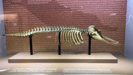 Exhibiting Extinction: The Ghosts That Haunt Us