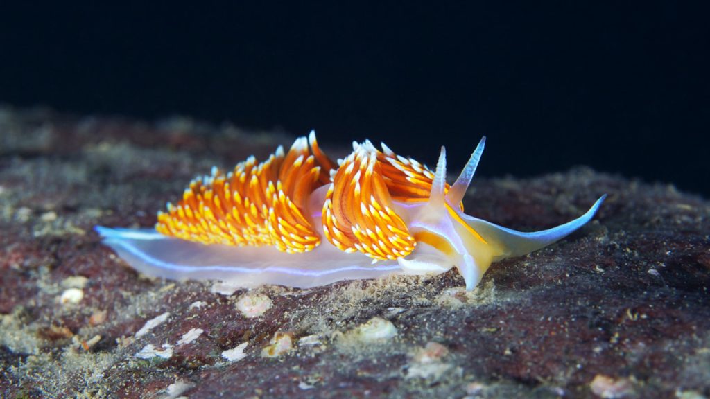 A colorful sea slug on the ocean floor