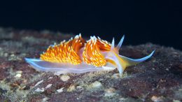 The Nudibranch That Broke in Two