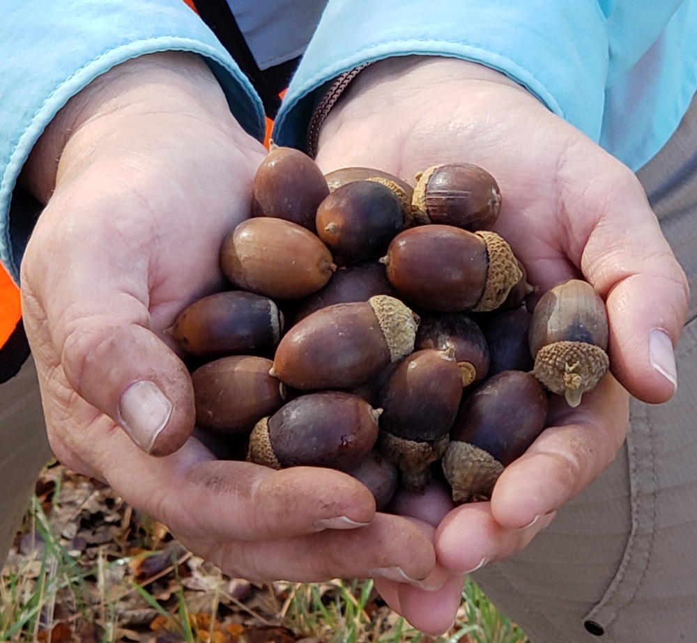 Hands full of acorns