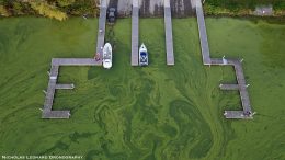 After Toxic Algae Blooms, Cayuga Lake Enters ‘The Twilight Zone’