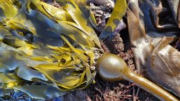 Save This Species: Bull Kelp