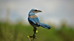 Florida Scrub Jays: A Landowner’s Lawsuit Has National Ramifications