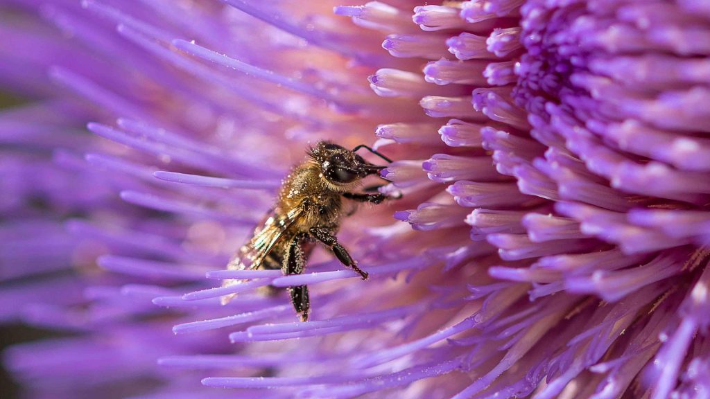 A bee collects pollen in a bright purple flower