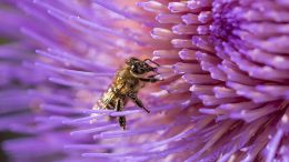 A bee collects pollen in a bright purple flower