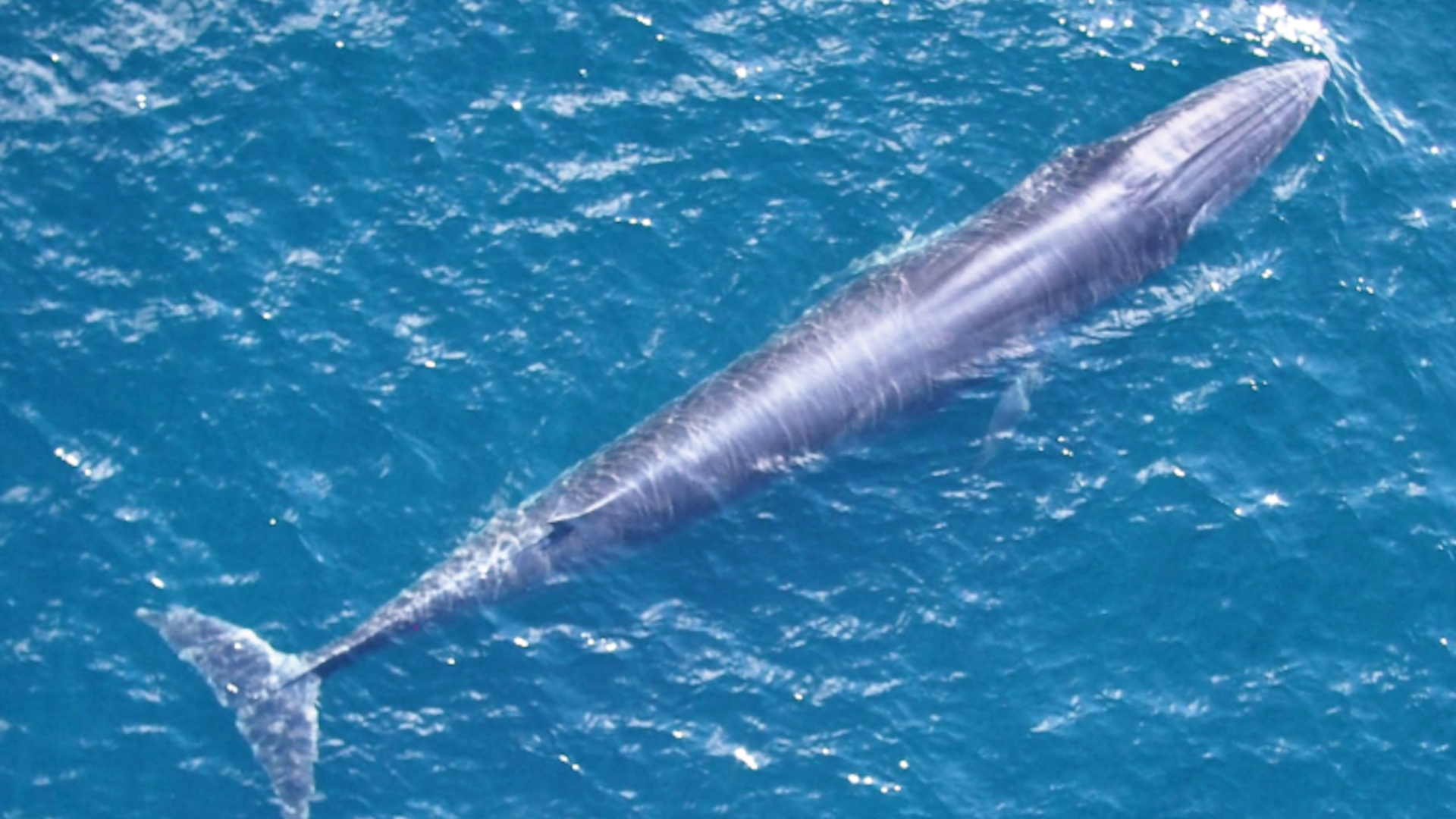 SEFSC-PAM-Rices-whale