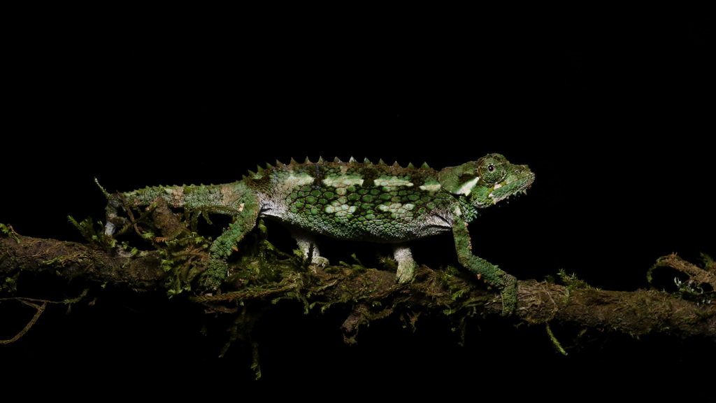 Even Chameleons Can’t Hide From Climate Change