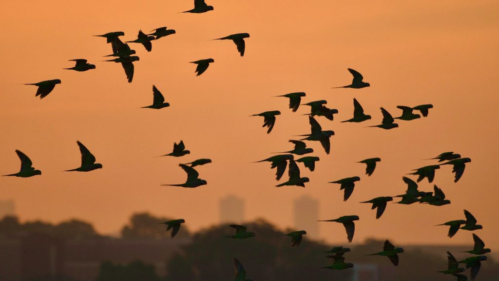 birds in silhouette against an orange sky with a city in the distance