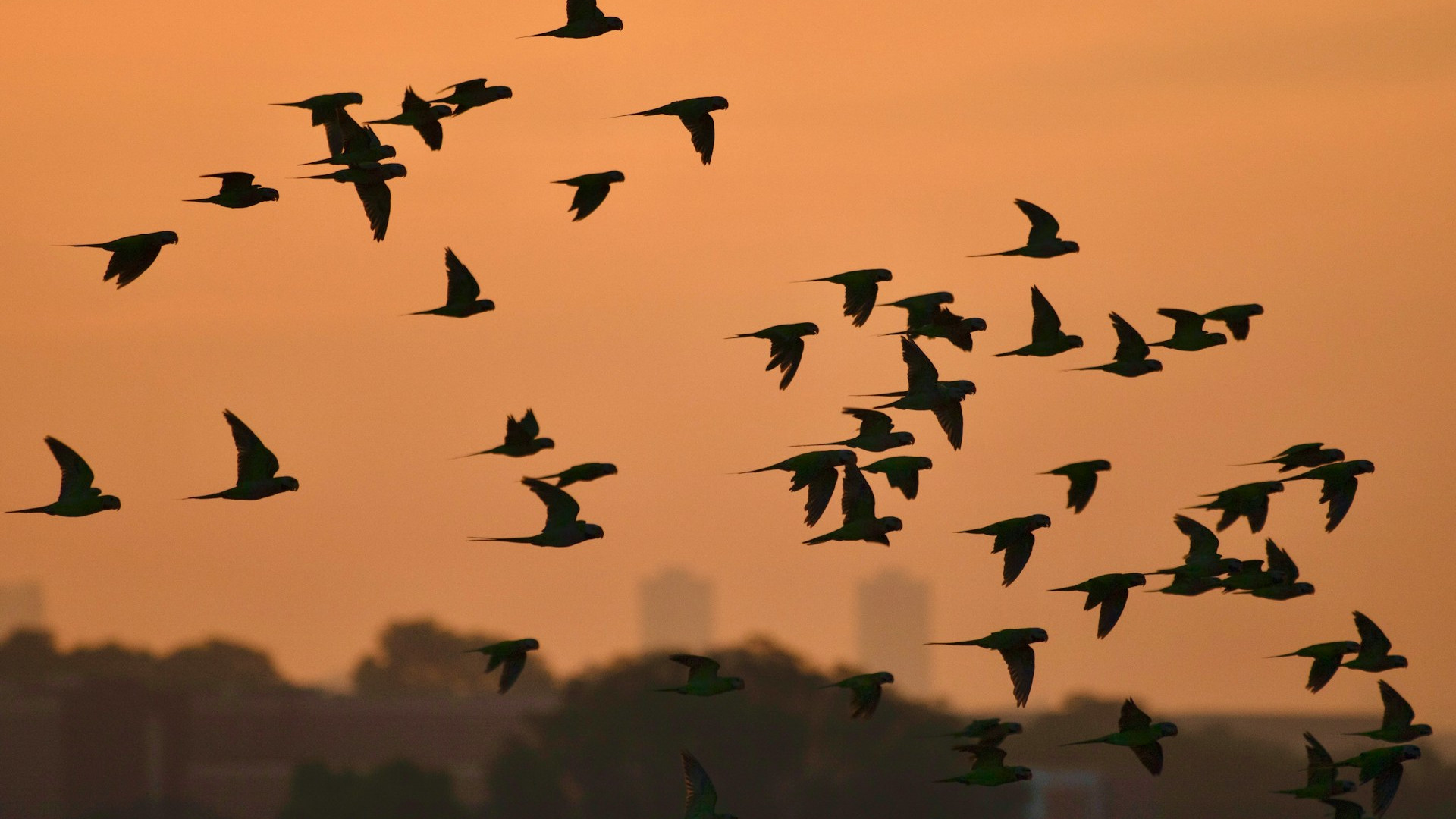 birds in silhouette against an orange sky with a city in the distance