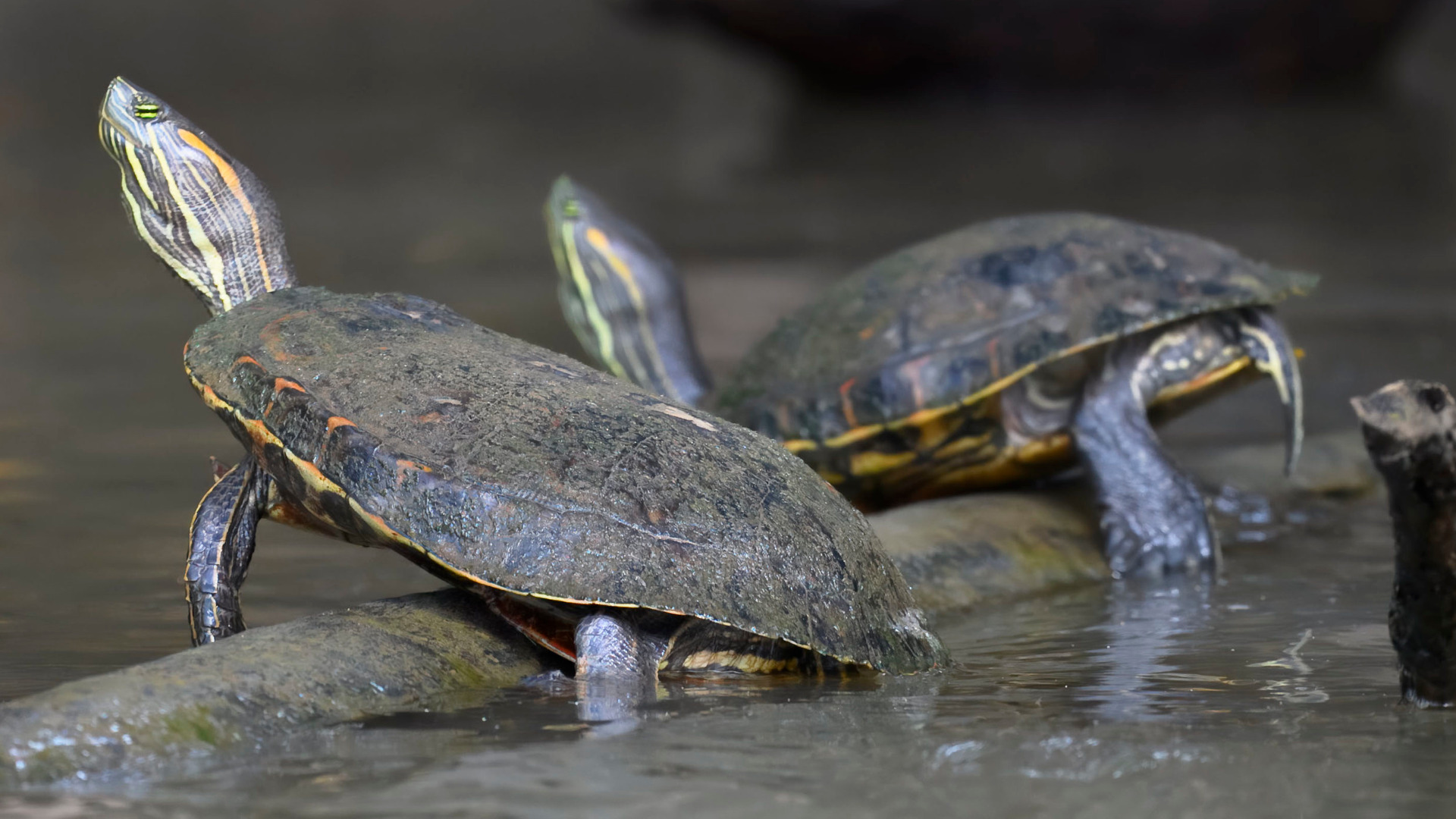 Mesoamerican slider Laura Wolf