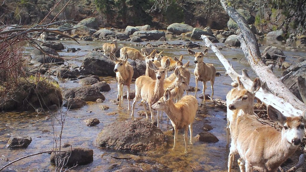Migration increases the survival of ungulates like mule deer and caribou, but changing landscapes are hampering their movements — and their future.