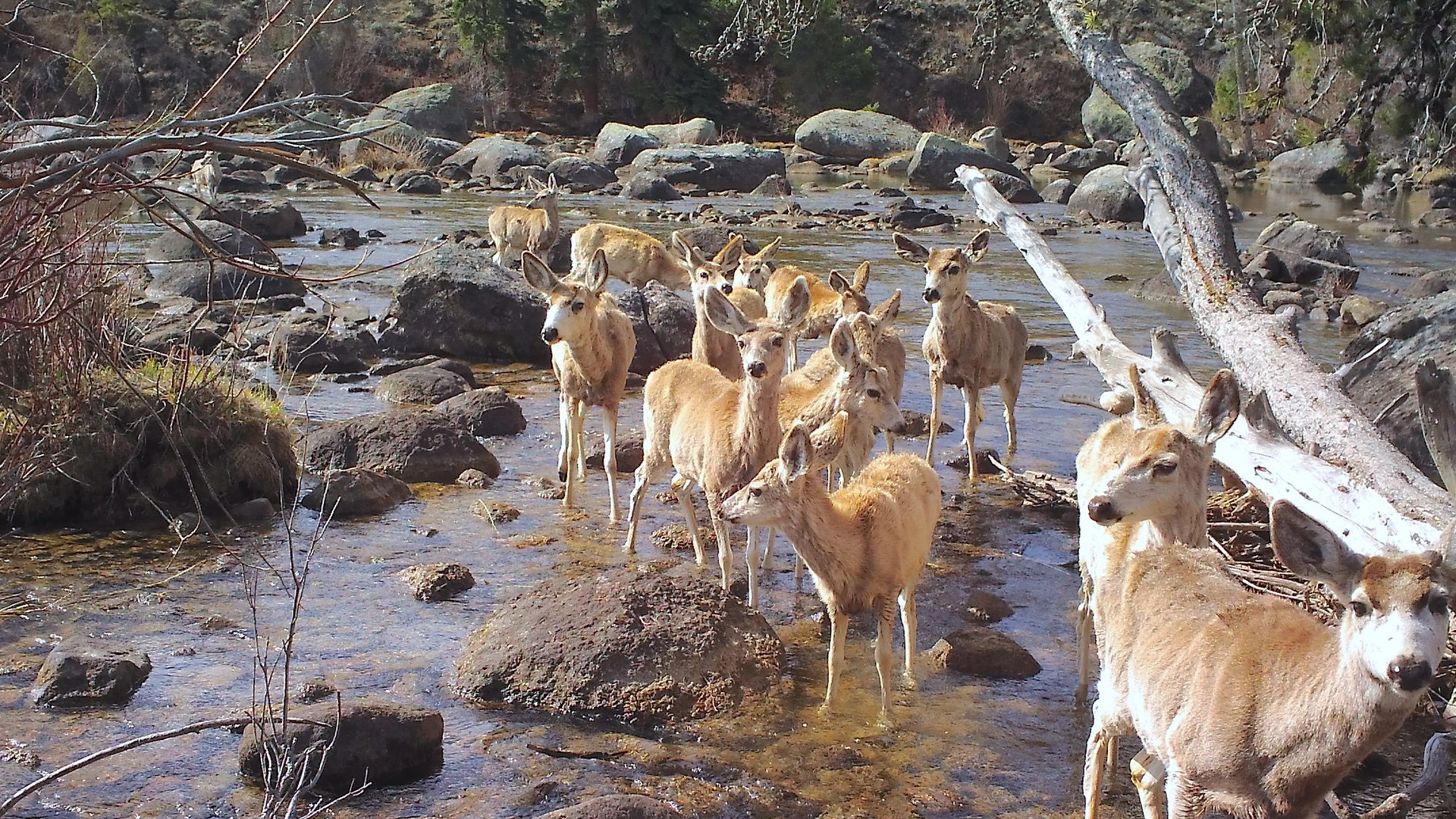 Mule deer red desert