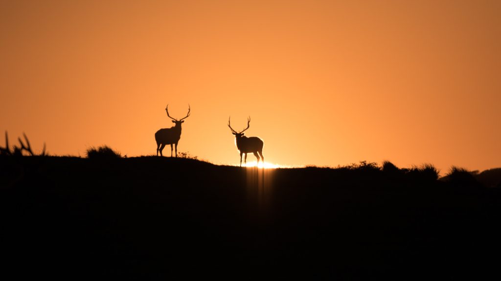 Restoring this vital landscape and its amazing wildlife will require strategy, collaboration, and vigilance.