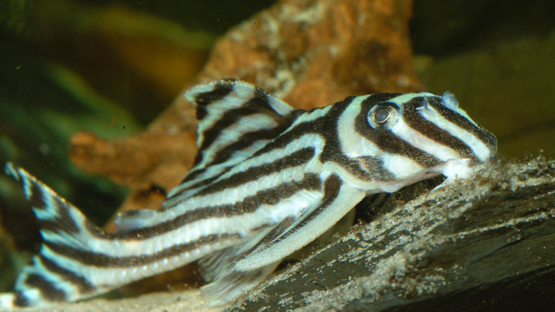 Zebra pleco Hans-Werner Neumann CC BY-NC-SA 2.0