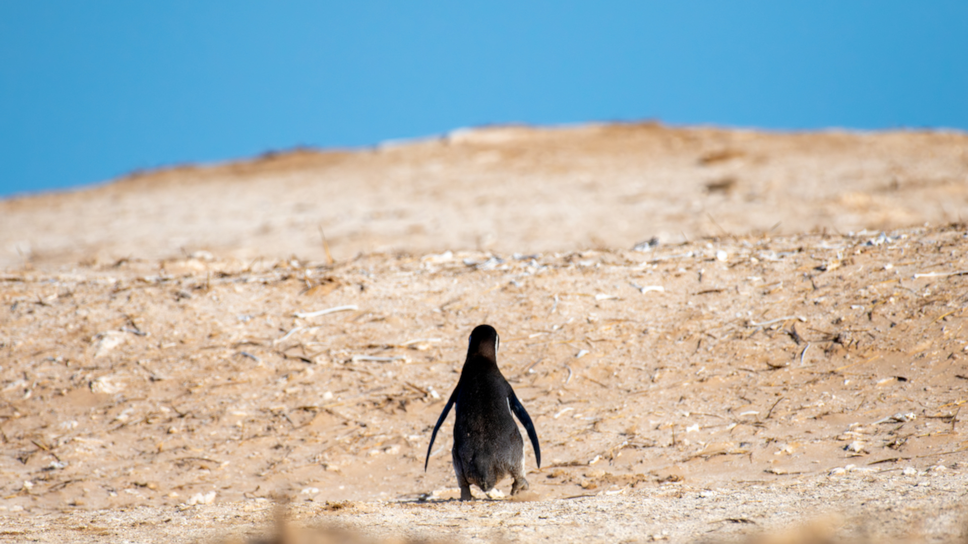 humboldt_returning_nest