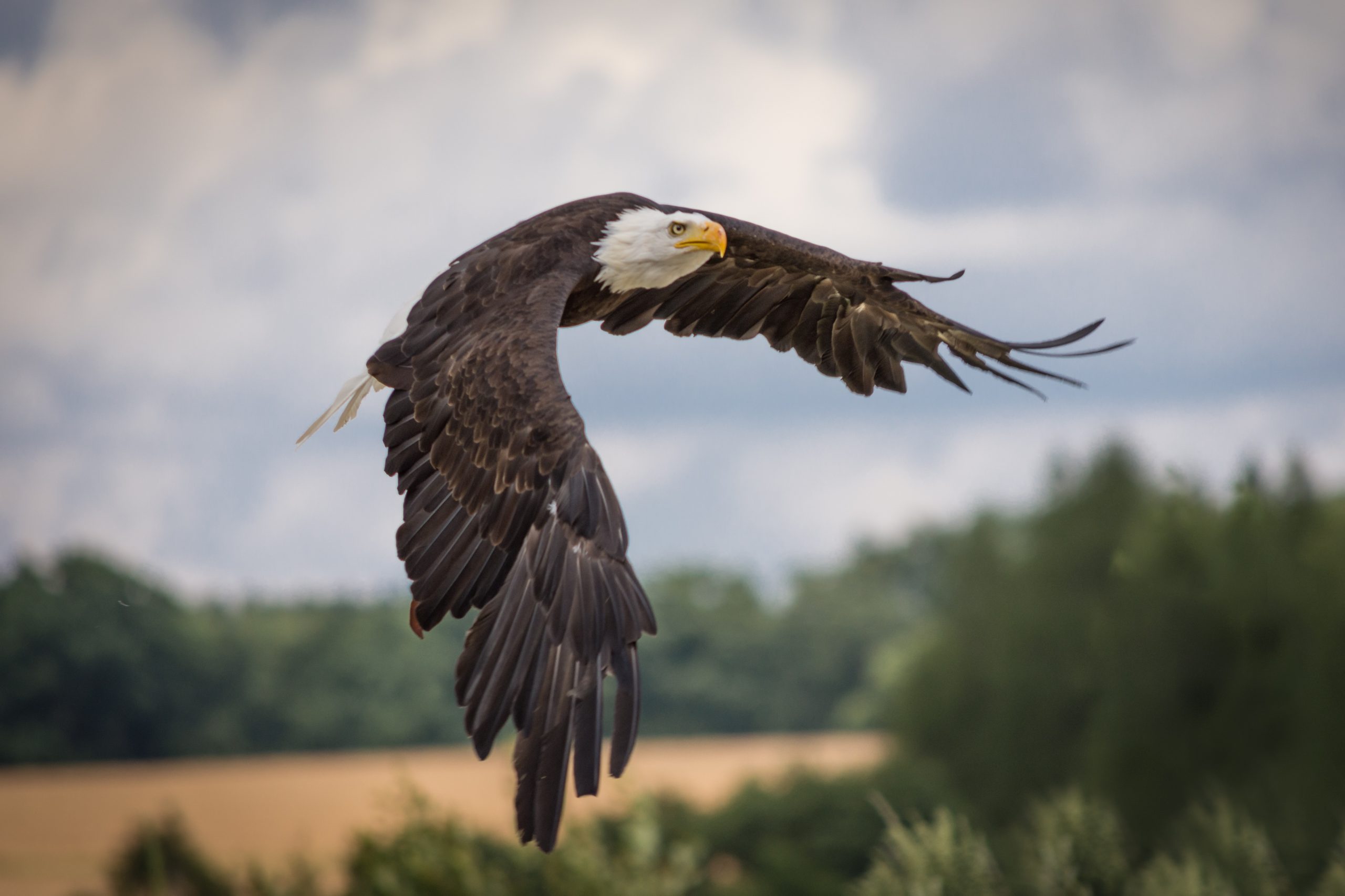 seaq68-eagle-2776081